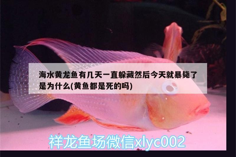 銀龍魚招財嗎_（銀龍魚是招財魚嗎） 銀龍魚招財嗎_（銀龍魚是招財魚嗎） 銀龍魚百科 第1張