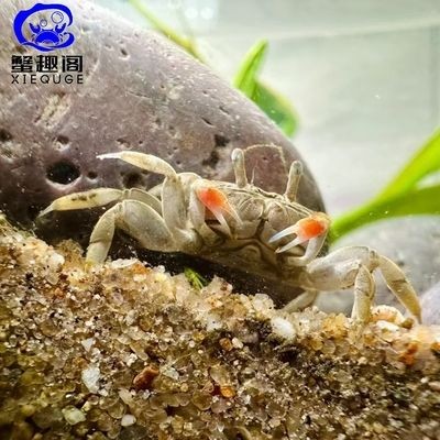 魚缸寵物螃蟹：養殖魚缸寵物螃蟹需要注意哪些問題