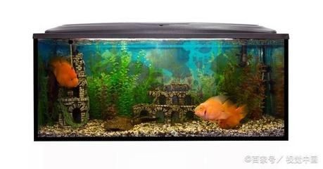 觀海水族魚缸養(yǎng)魚的注意事項：觀海水族魚缸養(yǎng)魚的一些關(guān)鍵要素