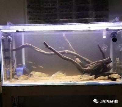 觀海水族魚缸養(yǎng)魚的注意事項：觀海水族魚缸養(yǎng)魚的一些關(guān)鍵要素