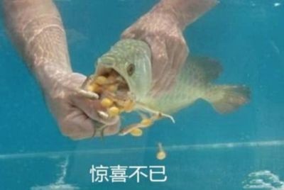 金龍魚不吃東西是怎么回事：金龍魚不吃東西怎么辦