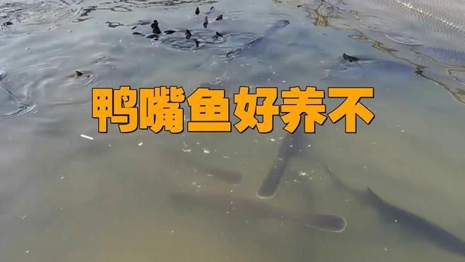 鄭州有哪些花卉市場？：鄭州哪里可以買魚缸？