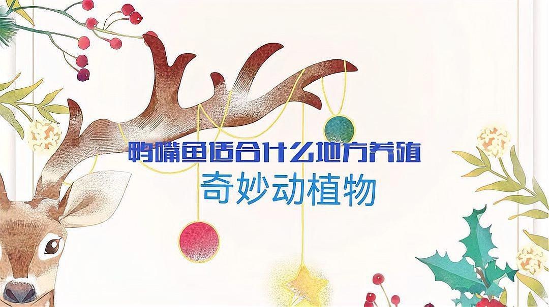 鄭州有哪些花卉市場？：鄭州哪里可以買魚缸？