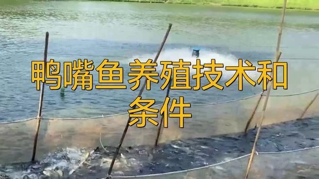 鄭州有哪些花卉市場？：鄭州哪里可以買魚缸？