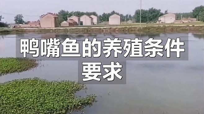 鄭州有哪些花卉市場？：鄭州哪里可以買魚缸？