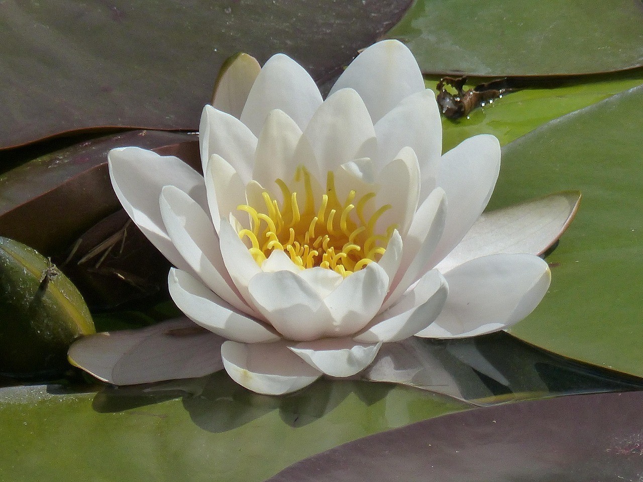 十大最<strong><mark>吉利</mark></strong>的魚擺件