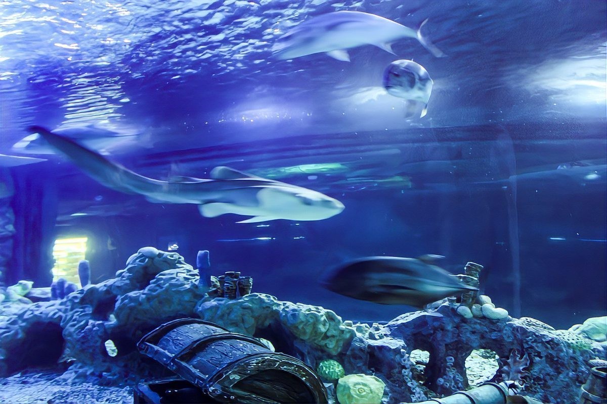 西安水族展覽有哪些特色？