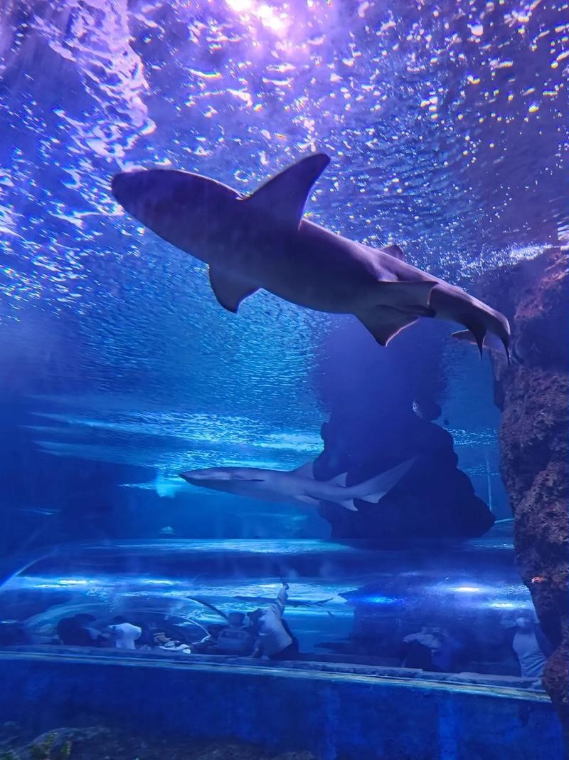 西安水族展覽有哪些特色？
