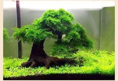 魚缸莫斯樹最忌三種東西：莫斯樹在魚缸中的養(yǎng)護需要注意什么？ 魚缸莫斯樹最忌三種東西：莫斯樹在魚缸中的養(yǎng)護需要注意什么？ 魚缸百科 第3張