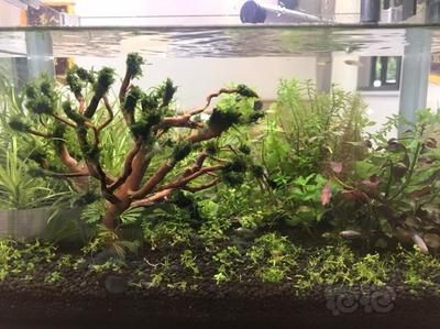 魚缸莫斯樹最忌三種東西：莫斯樹在魚缸中的養(yǎng)護需要注意什么？ 魚缸莫斯樹最忌三種東西：莫斯樹在魚缸中的養(yǎng)護需要注意什么？ 魚缸百科 第4張