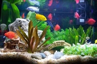 魚缸里的魚聚集是怎么回事：如何改善魚缸水質(zhì) 魚缸里的魚聚集是怎么回事：如何改善魚缸水質(zhì) 魚缸百科 第2張