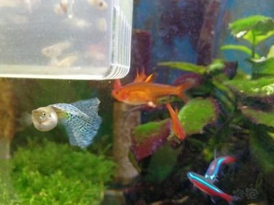 魚缸里的魚聚集是怎么回事：如何改善魚缸水質(zhì) 魚缸里的魚聚集是怎么回事：如何改善魚缸水質(zhì) 魚缸百科 第3張