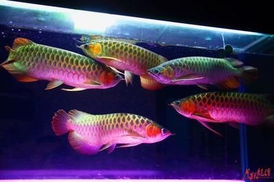 龍魚換水溫差多少：龍魚換水操作步驟詳解