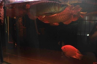虎躍龍?zhí)豆倬W(wǎng)龍魚之巔【虎躍龍?zhí)豆倬W(wǎng)龍魚之巔虎躍龍?zhí)豆倬W(wǎng)龍魚之巔虎躍龍?zhí)豆倬W(wǎng)龍魚之巔】