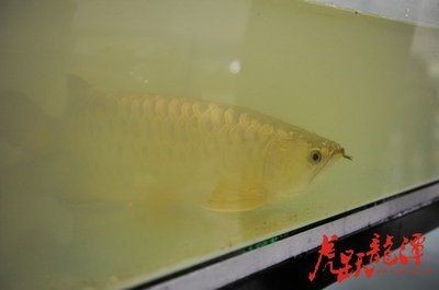 虎躍龍潭官網龍魚之巔【虎躍龍潭官網龍魚之巔虎躍龍潭官網龍魚之巔虎躍龍潭官網龍魚之巔】