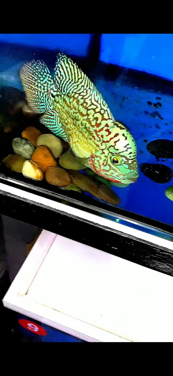 混養停不下又添一小賽級