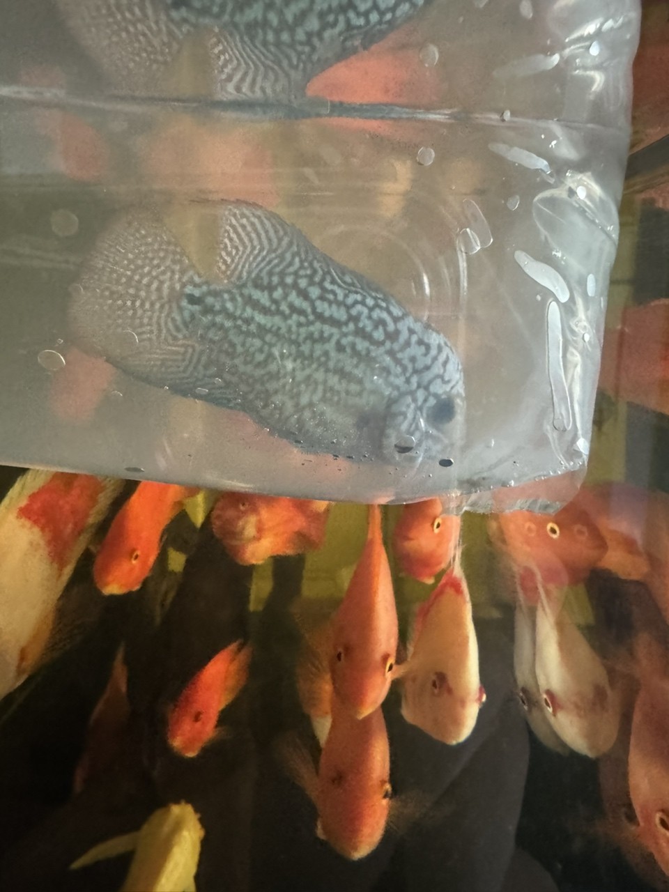 混養停不下又添一小賽級