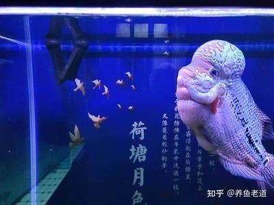 金牛區鑫灃水族館（金牛區鑫灃水族館電話）