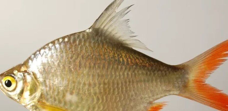 雙線側魚最大能養多大