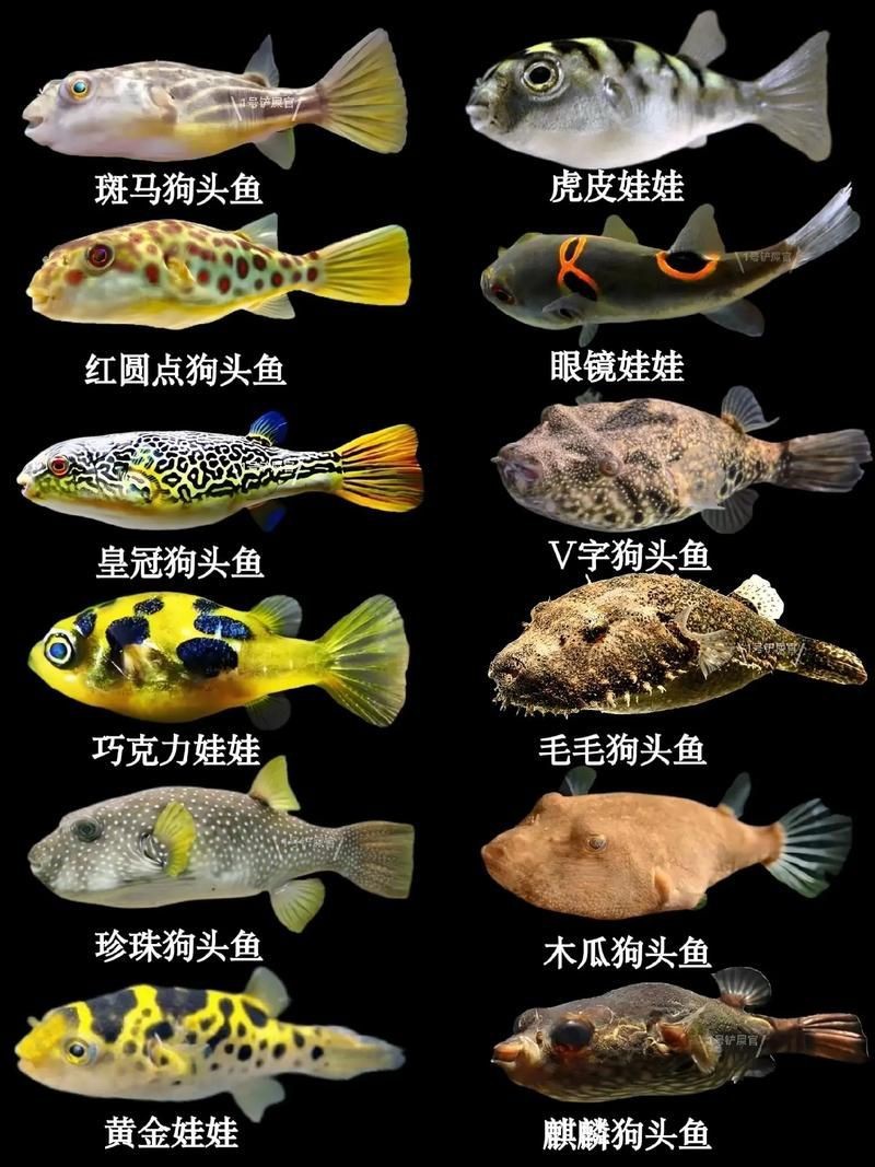 狗頭魚圖片