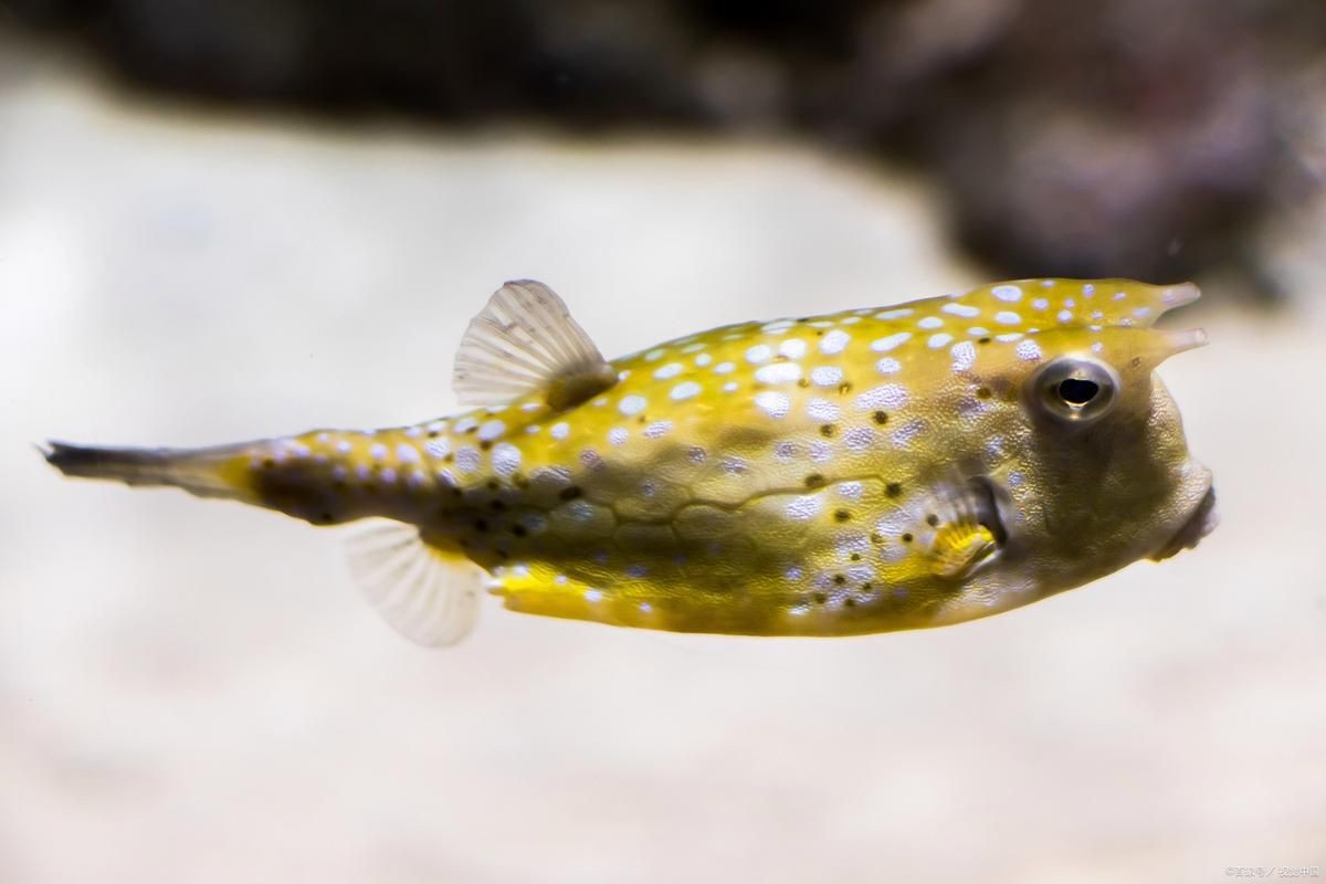 狗頭魚圖片