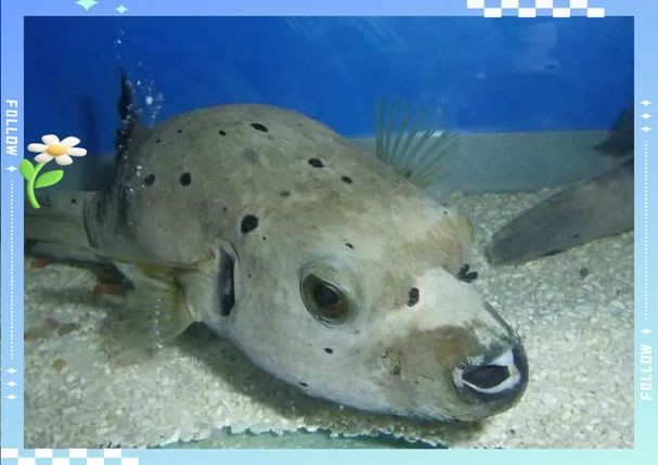 狗頭魚圖片