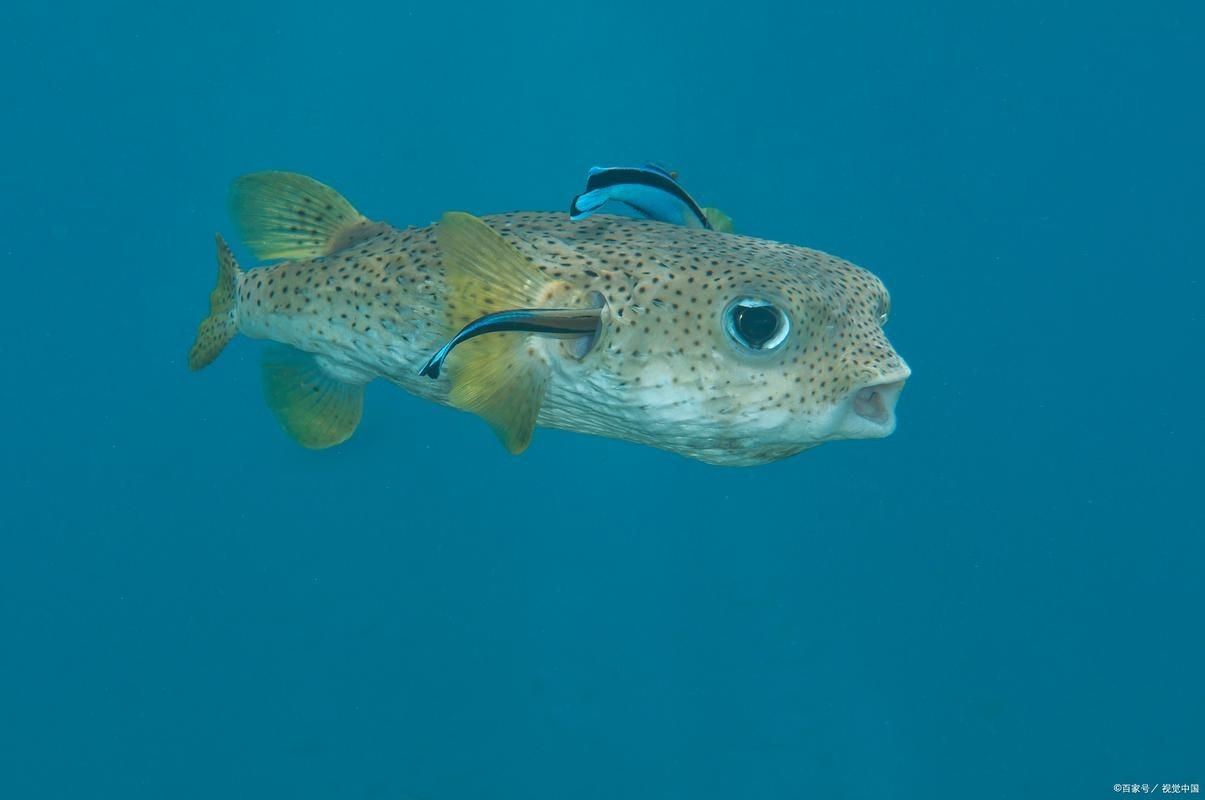 狗頭魚圖片