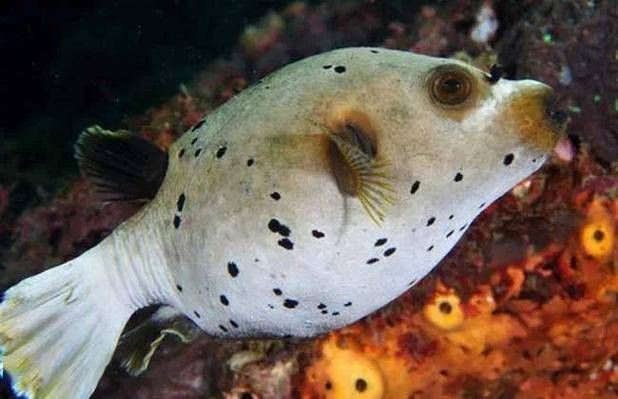 狗頭魚圖片