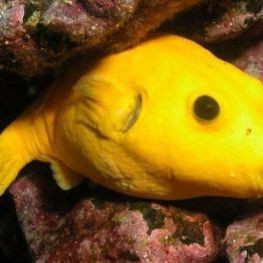 狗頭魚圖片