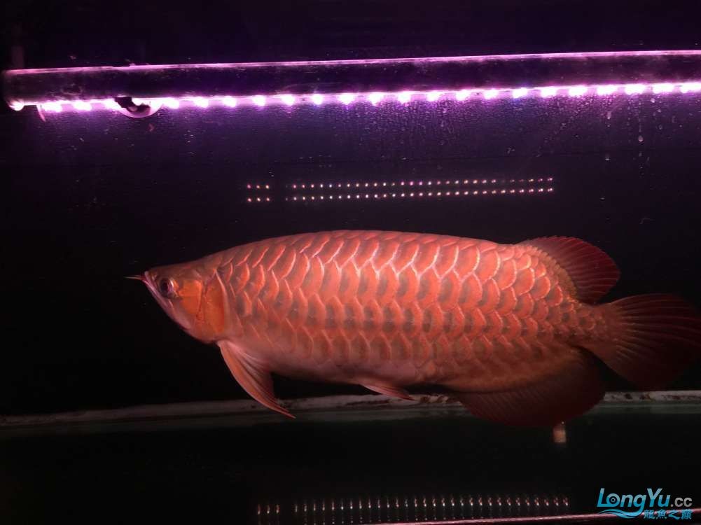 出售自養(yǎng)三歲辣椒紅龍一條山東限自提