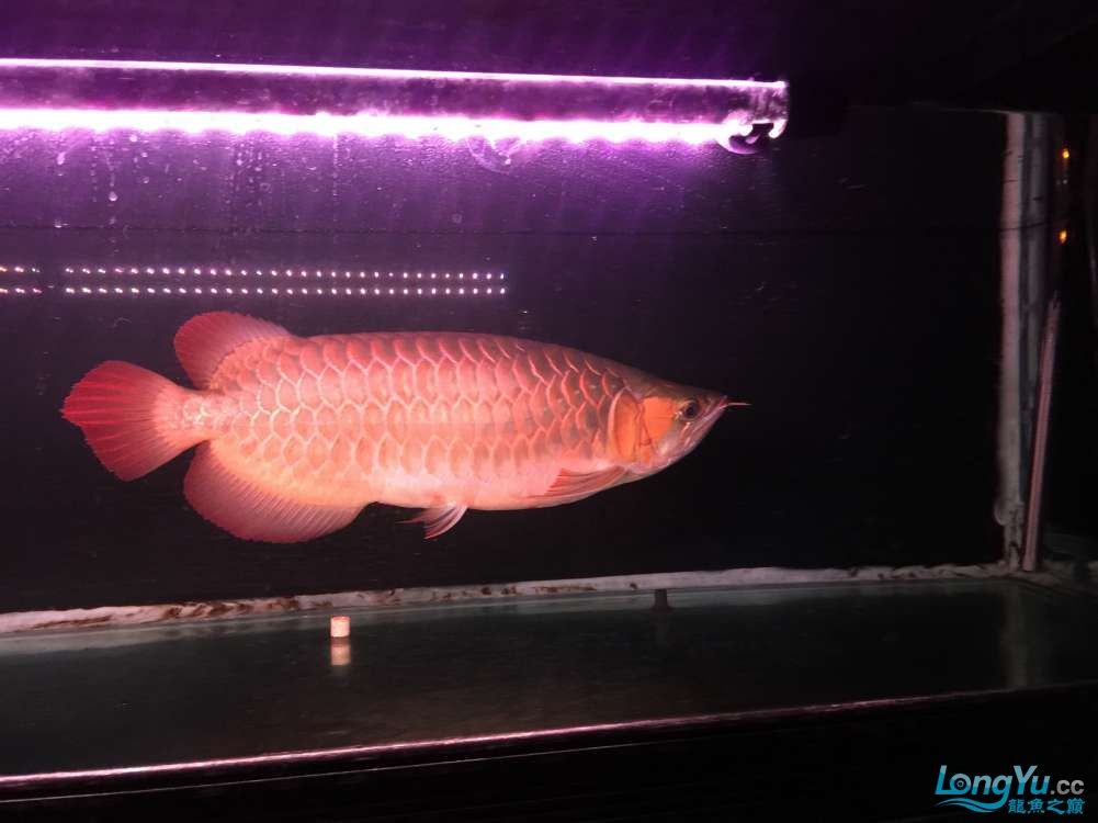 出售自養(yǎng)三歲辣椒紅龍一條山東限自提
