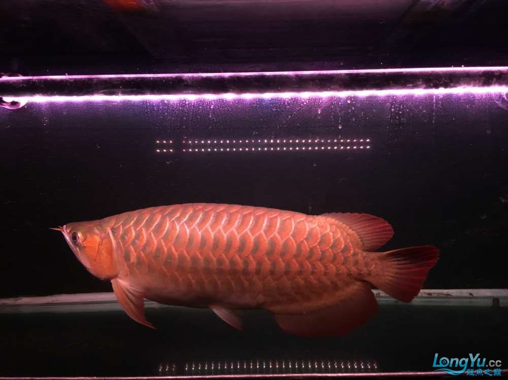 出售自養(yǎng)三歲辣椒紅龍一條山東限自提