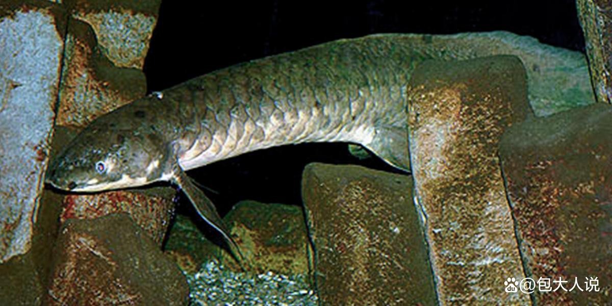 肺魚屬于兩棲動物嗎