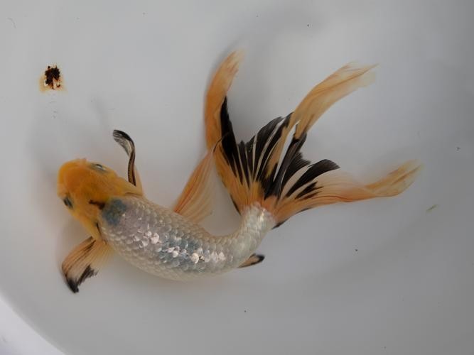 長城杯世界金魚錦標賽2021