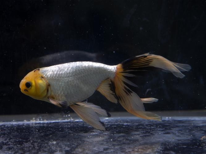 長城杯世界金魚錦標賽2021