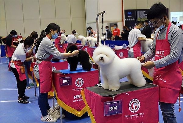 龍魚蒙眼病的區分主要依據其癥狀和治療方法和治療方法，100-250個字的摘要：龍魚蒙眼病的區分主要依據其癥狀和治療方法