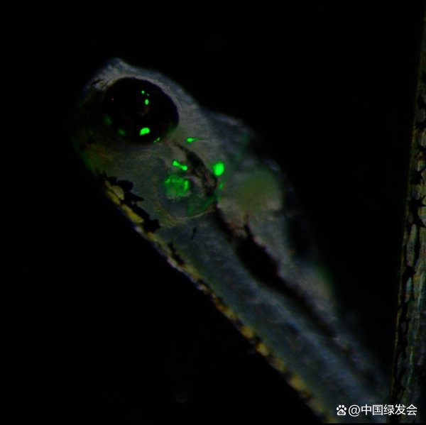 電鰻放電的原理