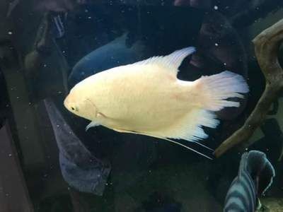 龍魚招財混養需要多長時間能長大：龍魚招財混養需要多長時間才能長大