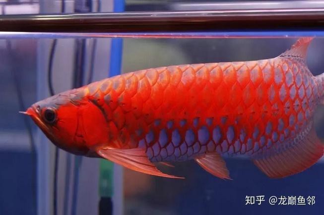 紅龍白底好還是黑底好