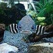 紅尾大勾魚就是紅大勾扯旗魚嗎 紅尾大勾魚就是紅大勾扯旗魚嗎 龍魚論壇 第9張