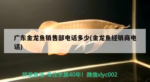 銀龍魚背上發黑怎么回事（銀龍魚背部是什么顏色）