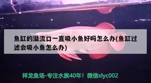 銀龍魚背上發黑怎么回事（銀龍魚背部是什么顏色）