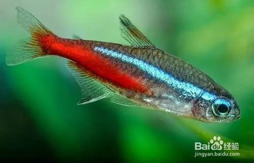 和銀龍魚很像的白色魚是什么魚啊：