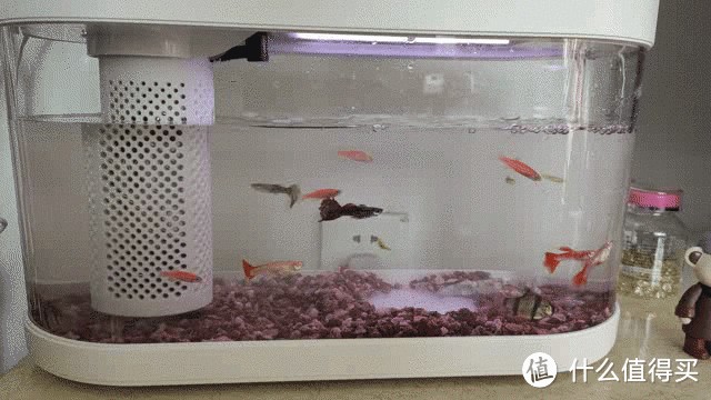 佛山市三水區(qū)瑞景藝水族店：佛山市三水區(qū)瑞景藝水族店地址