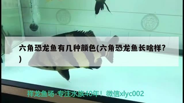 是金龍魚貴還是銀龍魚貴：金龍魚和銀龍魚哪個更貴 是金龍魚貴還是銀龍魚貴：金龍魚和銀龍魚哪個更貴 銀龍魚百科 第1張