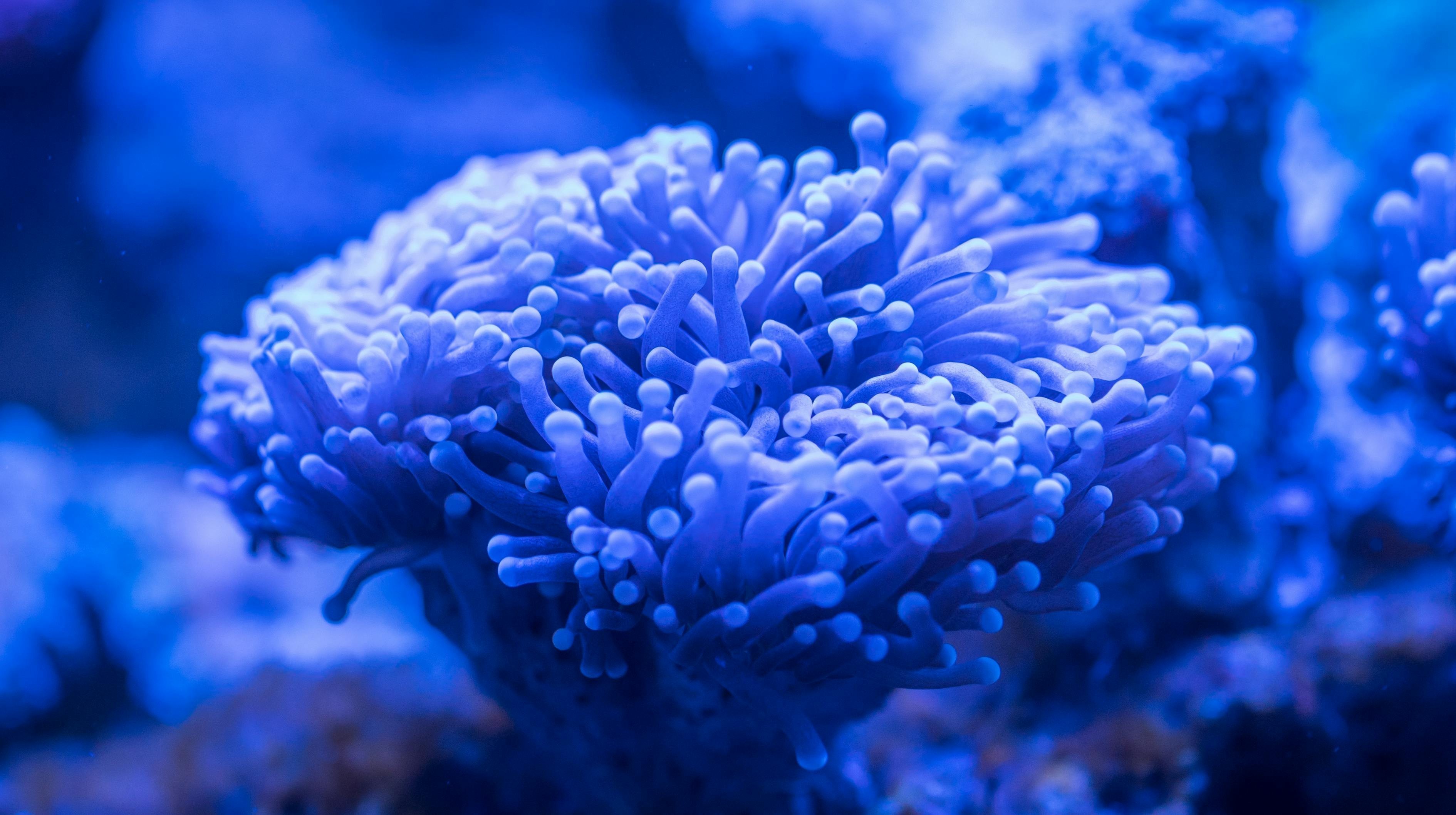 深海變異魚
