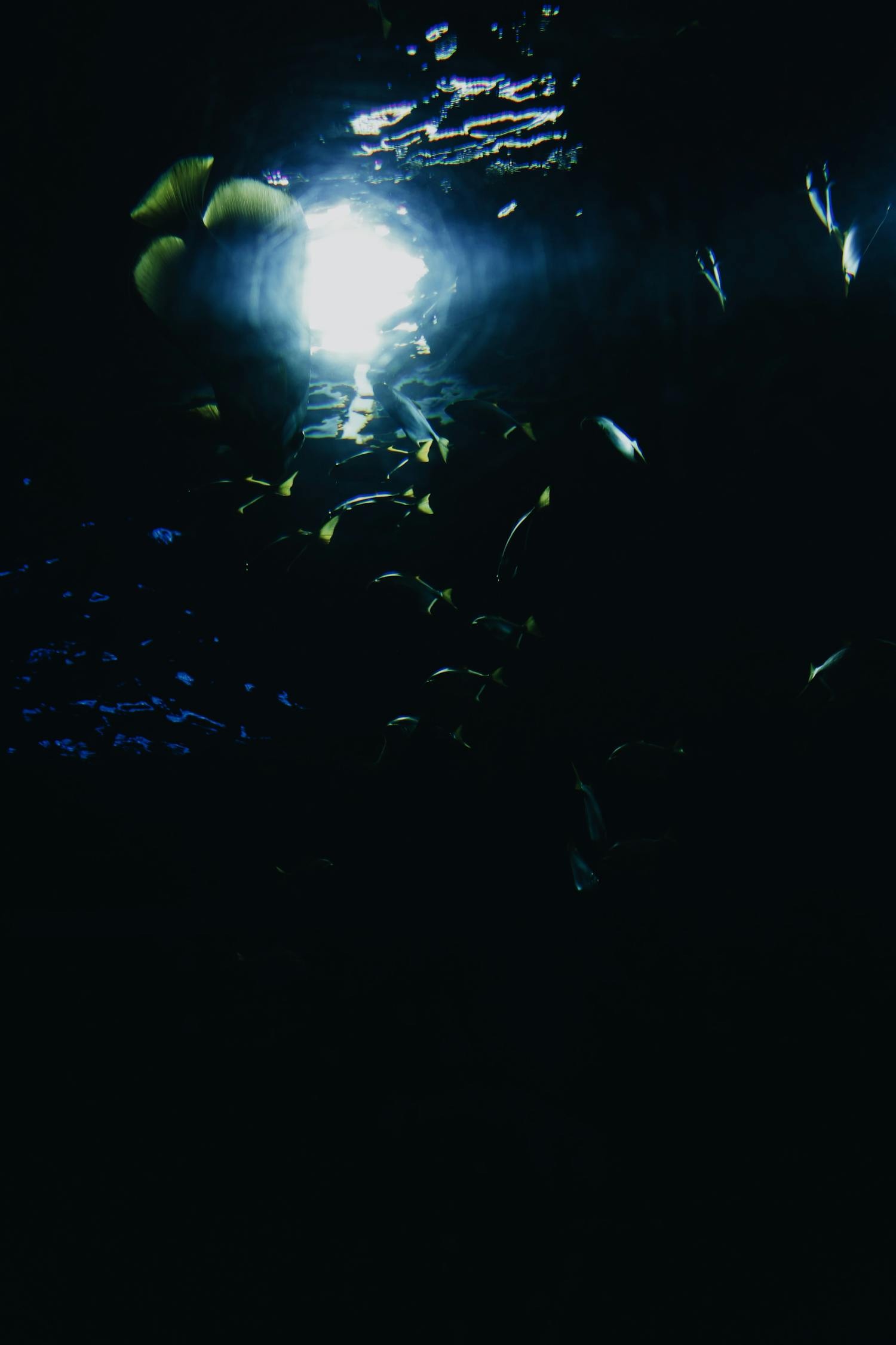 深海變異魚