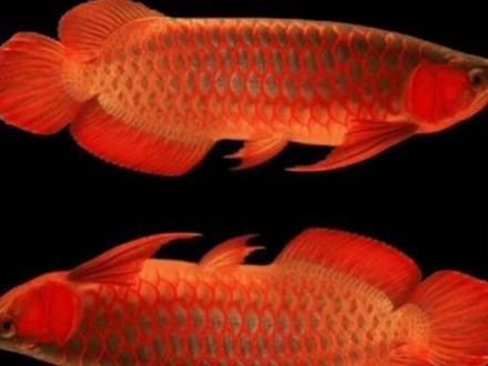 血紅龍魚視頻