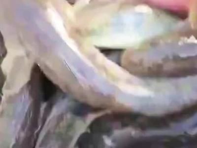 鉆沙子的龍魚（關于“鉆沙子的龍魚”的一些基本特征和生活習性信息） 鉆沙子的龍魚（關于“鉆沙子的龍魚”的一些基本特征和生活習性信息） 龍魚百科 第3張