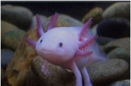 鉆沙子的龍魚（關于“鉆沙子的龍魚”的一些基本特征和生活習性信息） 鉆沙子的龍魚（關于“鉆沙子的龍魚”的一些基本特征和生活習性信息） 龍魚百科 第1張